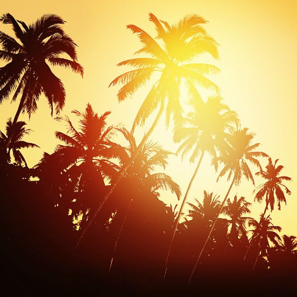 Palm trees