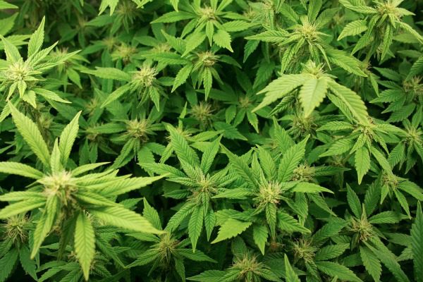 Marijuana field