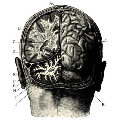 Medical brain diagram