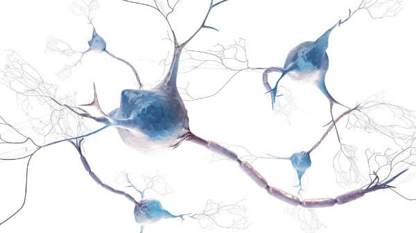 Brain synapses