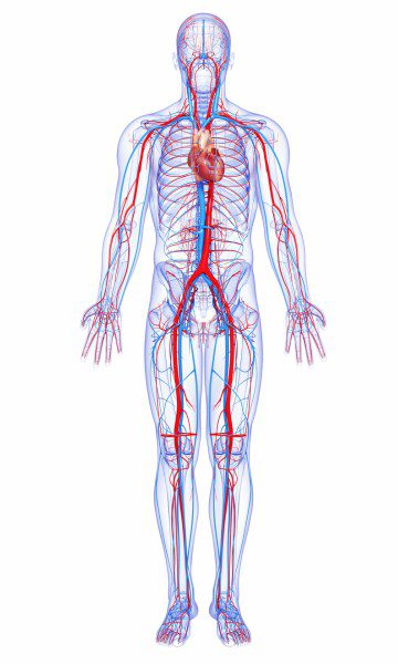 Circulatory system