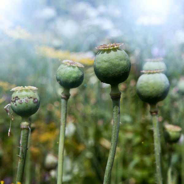 Opium poppies