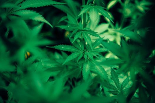 marijuana abuse can have life threatening consequences