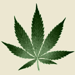 Marijuana