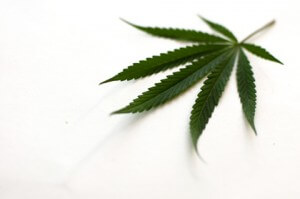 marijuana dependency