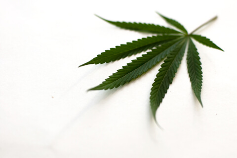 marijuana election